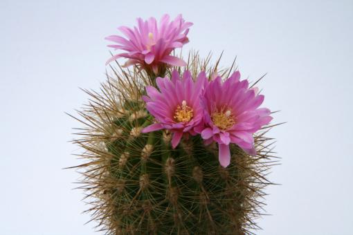 Neoporteria chilensis FK3 La Ligua, Punta Molles (on coast), Petorca, Chile, 5m 