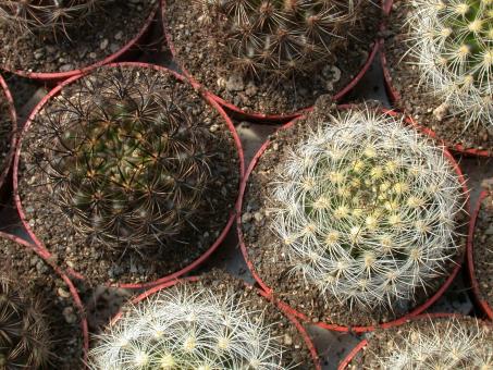 Neoporteria multicolor light spines KK48 La Serena to Vicuna, Chile, 300-1000m (1977 noch: Cerro Grande 500m) 