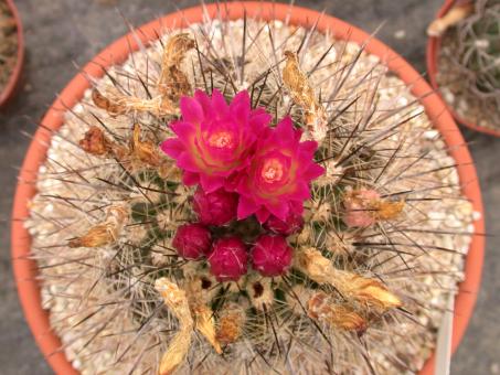 Neoporteria nidus KK1432 Ovalle, Chile 