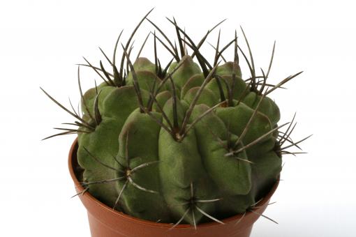 Neoporteria paucicostata v. viridis KK67 Paposo, Chile, 10-300m 