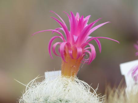 Neoporteria senilis 