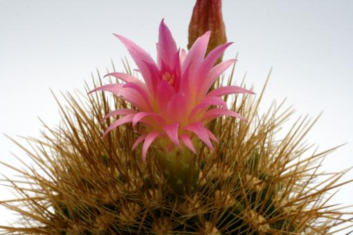 Neoporteria subgibbosa f. castaneoides KK1606 