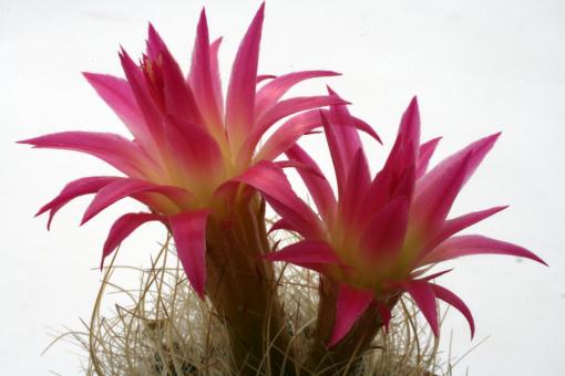 Neoporteria villosa KK1603 Huasco, Atacama, Chile, 200m 