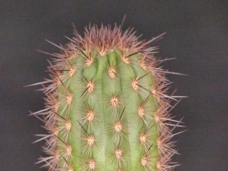 Neoraimondia arequipensis v. roseiflora RH4842d Peru 