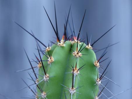 Neoraimondia gigantea $ GC1195 n. Huallanca, Ancash, Peru, 1259m 