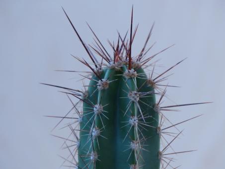 Neoraimondia herzogiana RH4593b BOL 