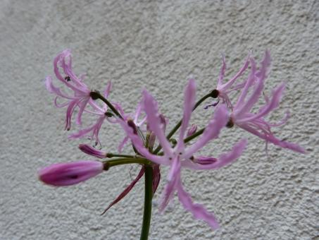 Nerine undulata 