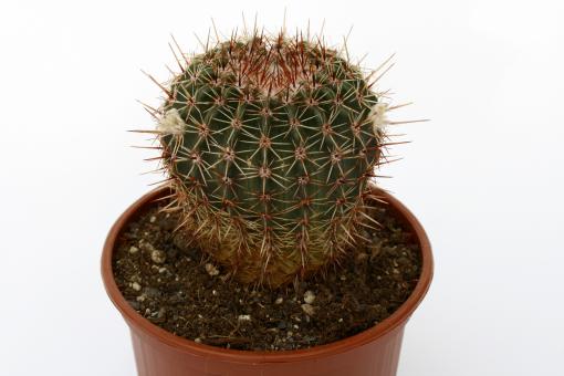 Notocactus alamoensis n. n. PR235 Alamo Airport, RGS, Brazil 