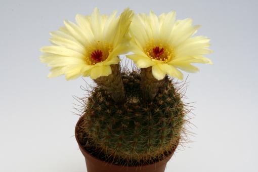 Notocactus bommeljei 