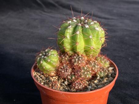 Notocactus campestrensis WG322 