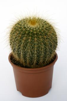 Notocactus claviceps 