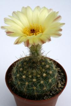 Notocactus eremiticus FR1390 Vila Palomas, RGS, Brazil 