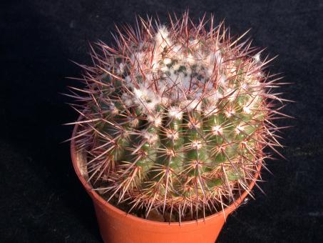 Notocactus erythracanthus Schl165 Dep. Tacuarembó, Urugay 