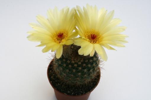 Notocactus ferrugineus 
