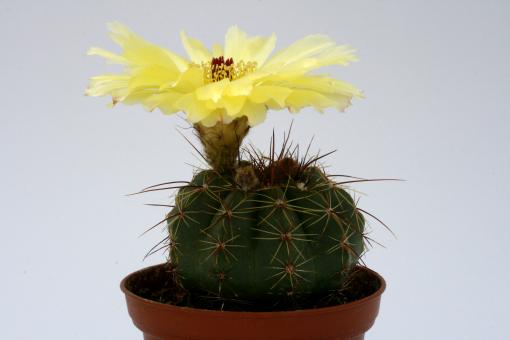 Notocactus glaucinus WG260 Cerro Negro bei Manoel Viana, Brazil 