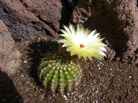 Notocactus harmonianus HU499 Guacu Boi, Alegrete, RGS, Brazil 