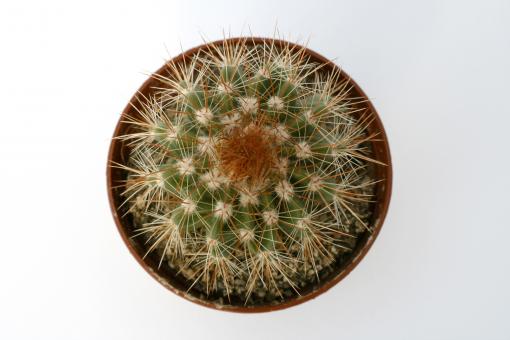 Notocactus horstii f. purpureus 