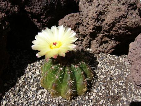 Notocactus incomptus Rio Grande do Sul, Brazil 