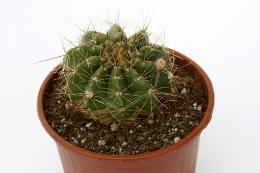 Notocactus laetivirens WG202 