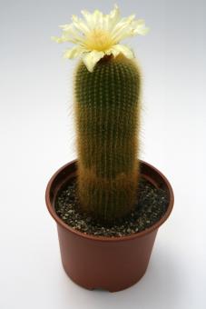 Notocactus lenninghausii 