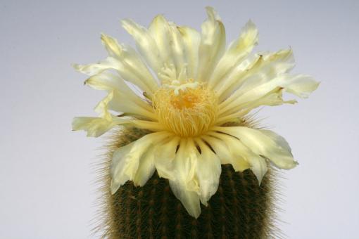 Notocactus lenninghausii 