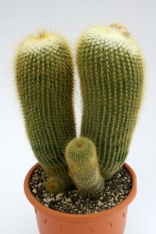 Notocactus lenninghausii 