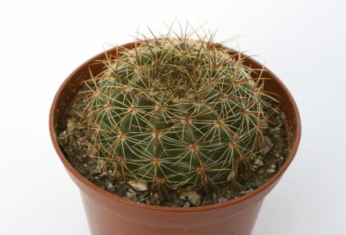 Notocactus linkii WG194 Nova Esperança, km 20, RGS, BRA 