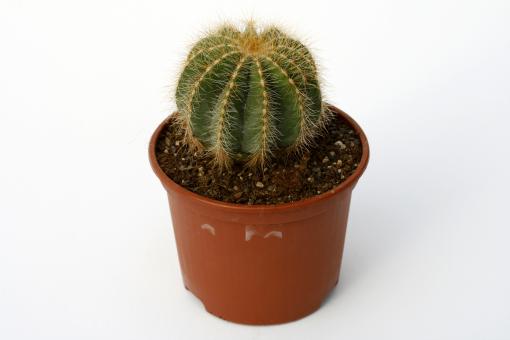 Notocactus magnificus 