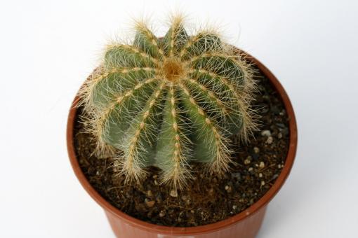 Notocactus magnificus 