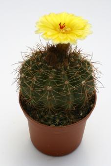 Notocactus megapotamicus MGH208 Brasilruta 116, RGS, Brazil 