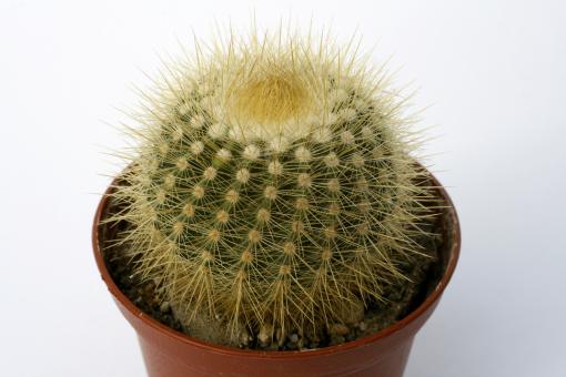 Notocactus neobuenekeri HU14 Minas do Camaqua, Rio Grande do Sul, Brazil 
