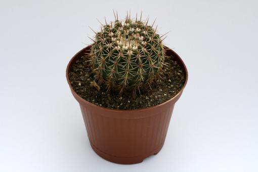Notocactus orthacanthus LW050 La Diligencia, Riviera, Uruguay 
