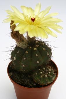 Notocactus ottonis v. minusculus GF185 