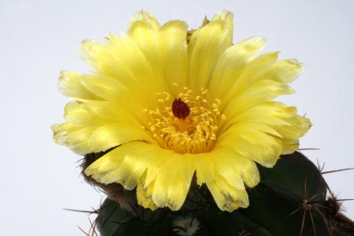 Notocactus ottonis v. paraguayensis % AA120 Eusebia Ayala, Dep. Cordillera, Paraguay 