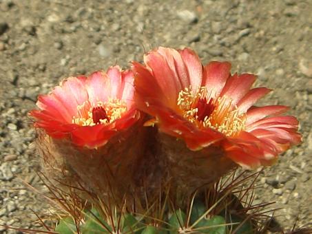 Notocactus ottonis v. vencluianus % southern Brazil 