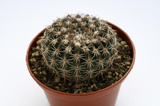 Notocactus ritterianus HU338 Dom Pedrito, RGS, Brazil 