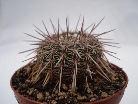 Notocactus rutilans 