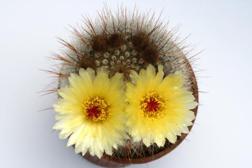 Notocactus scopa, red spines in center, W. RGS, Brazil 