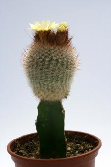 Notocactus scopa VE 