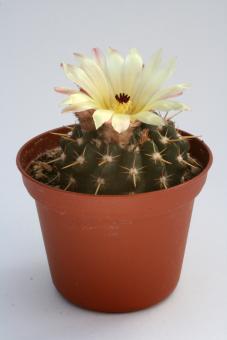 Notocactus submammulosus 