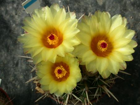 Notocactus submammulosus JO100 