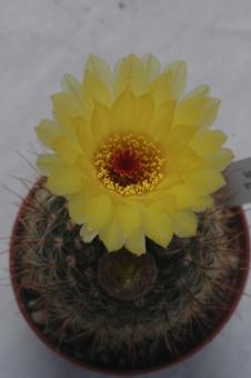 Notocactus tabularis HR112 