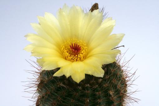 Notocactus tabularis 