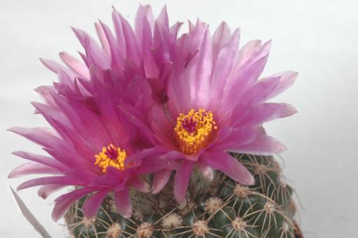 Notocactus uebelmannianus HU0078 Guaritas, Cacapava do Sul, RGS, Brazil 