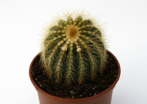 Notocactus warasii 