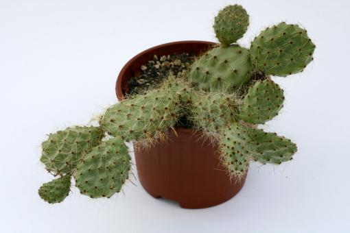 Opuntia aurea *2^ Kanab, Kane Co., Utah, USA 