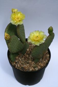 Opuntia basilaris v. humistata *3^ 