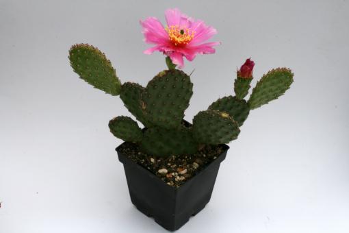 Opuntia basilaris v. ramosa *2^ 