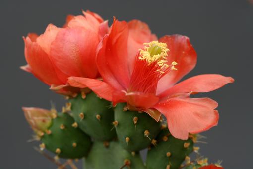 Opuntia bergeriana aff. 