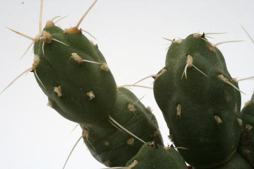 Opuntia boliviana f. ferocior 